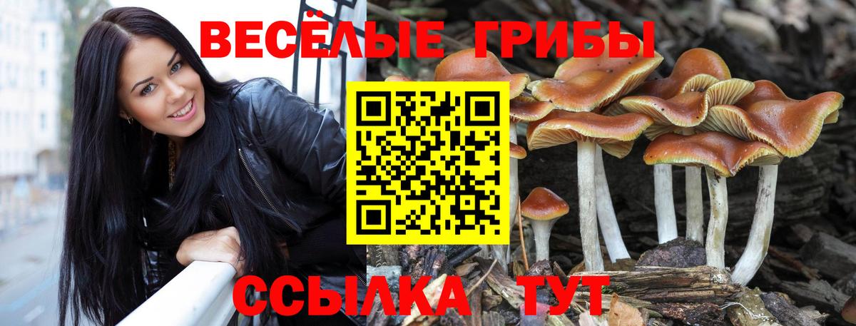 Псилоцибиновые грибы GOLDEN TEACHER Славгород